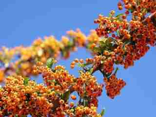 Image for Be Healthy Inside & Out With Sea Buckthorn Oil