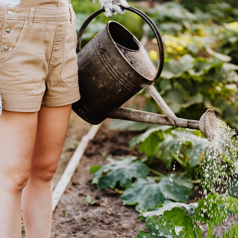 Gardening with AI: Tools and Apps Revolutionising Plant Care